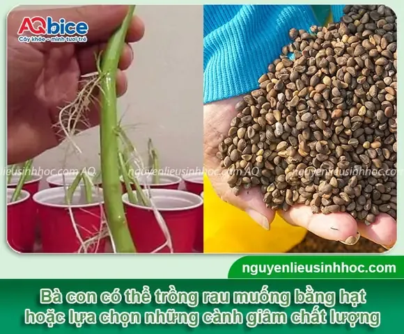 Chuẩn Bị Giống Rau Muống Nước