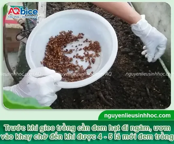 Hướng Dẫn Cách Trồng Rau Muống Nước Bằng Hạt