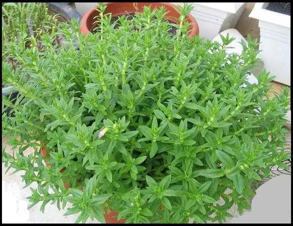 Cành ngò om đã được cắt giâm cành đúng kỹ thuật