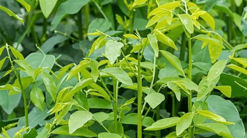 Cách Trồng Cây Rau Ngót Bằng Cành Giâm Đạt Năng Suất Vượt Trội