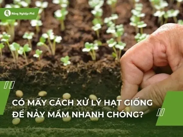 Có Mấy Cách Xử Lý Hạt Giống Để Nảy Mầm Nhanh Chóng?