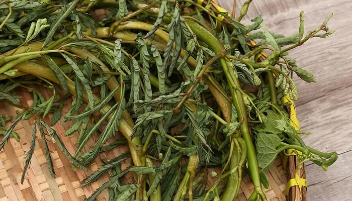 Hạt rau nhút đã ngâm đang được gieo xuống đất, minh họa cho cách trồng rau nhút bằng hạt