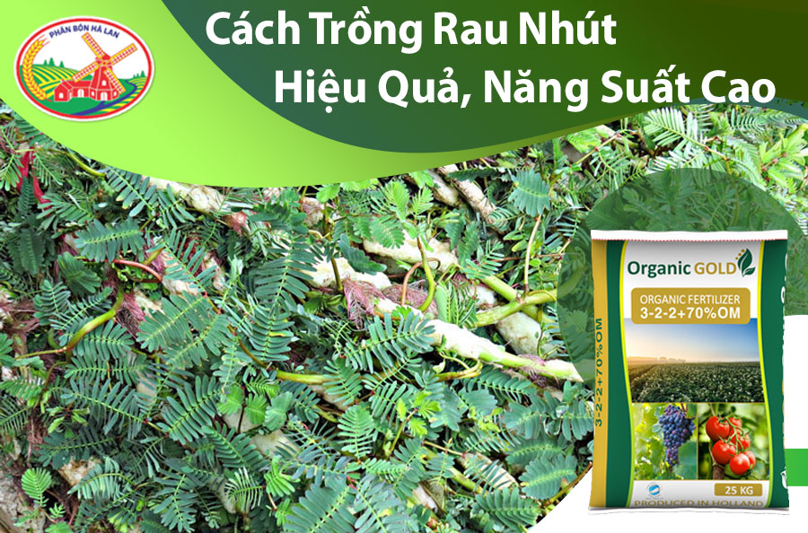 Cách Trồng Rau Rút Trên Cạn Chuẩn Kỹ Thuật Cho Năng Suất Cao