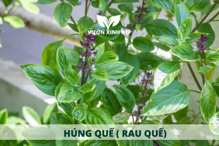 Các giống rau quế phổ biến để áp dụng cách trồng rau quế bằng hạt