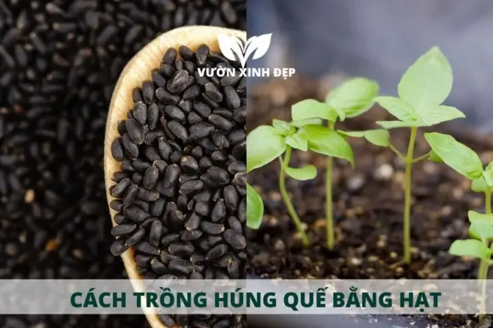 Kỹ thuật gieo hạt rau quế đúng cách để đạt tỷ lệ nảy mầm cao