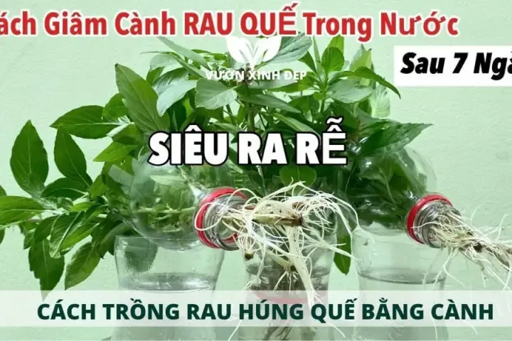 Trồng rau quế bằng hạt trong thùng xốp và chai nhựa tái chế