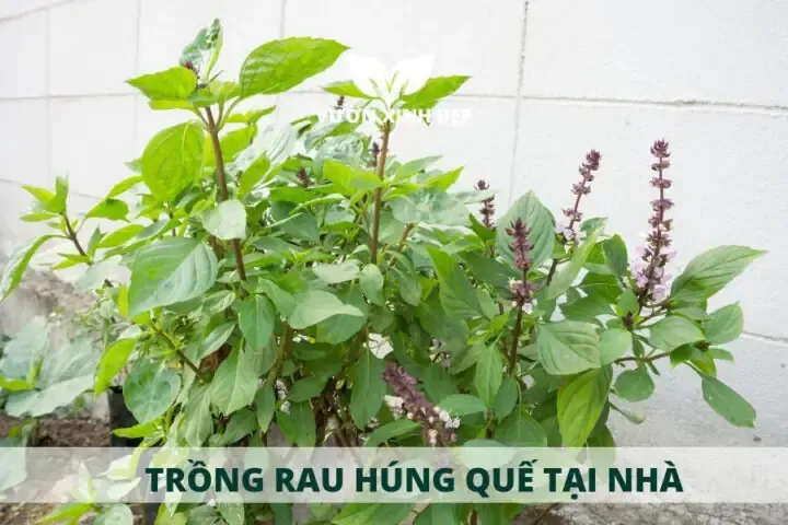 Chuẩn bị đất trồng tối ưu cho rau quế theo kỹ thuật gieo hạt
