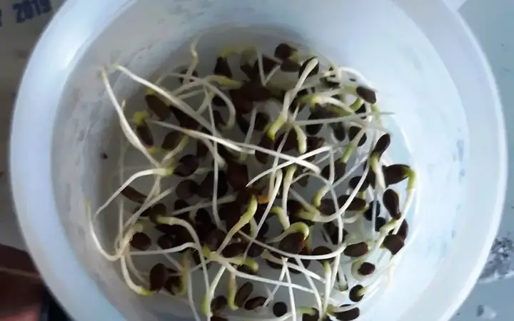 Cách Trồng Rau Rút Trên Cạn Chuẩn Kỹ Thuật Cho Năng Suất Cao