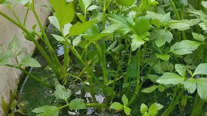 Chân dung một người đang kiểm tra nồng độ dinh dưỡng và pH của dung dịch thủy canh