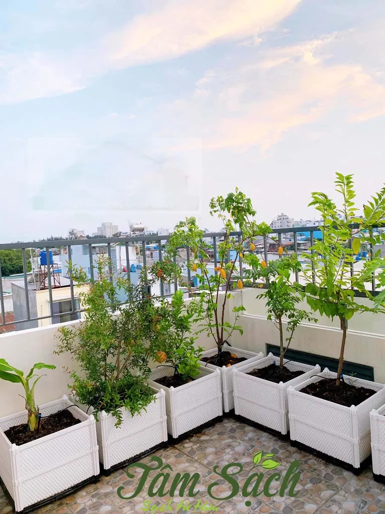 Chậu nhựa trồng rau sạch đặt tại ban công nhỏ