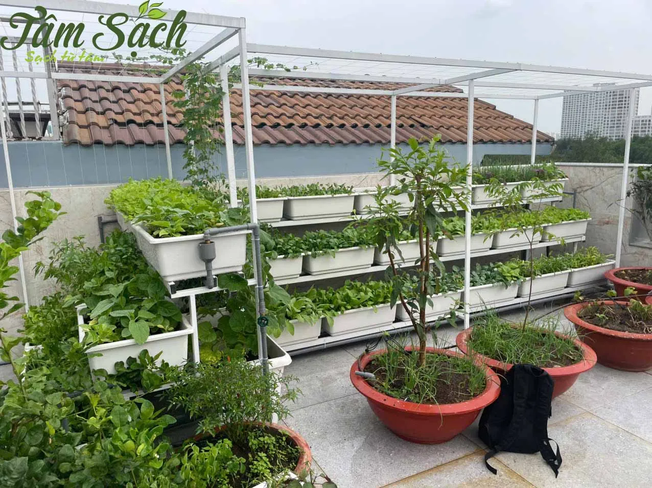 Vườn rau xanh ngát