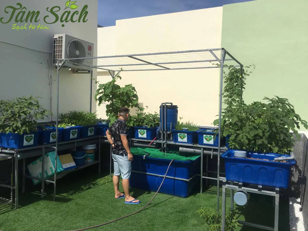 Vườn rau trong chậu tạo không gian thư giãn tại nhà