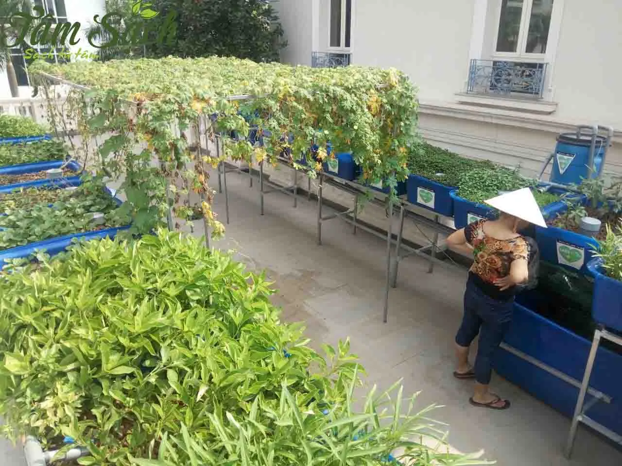 Gia đình cùng chăm sóc vườn rau sạch trong chậu