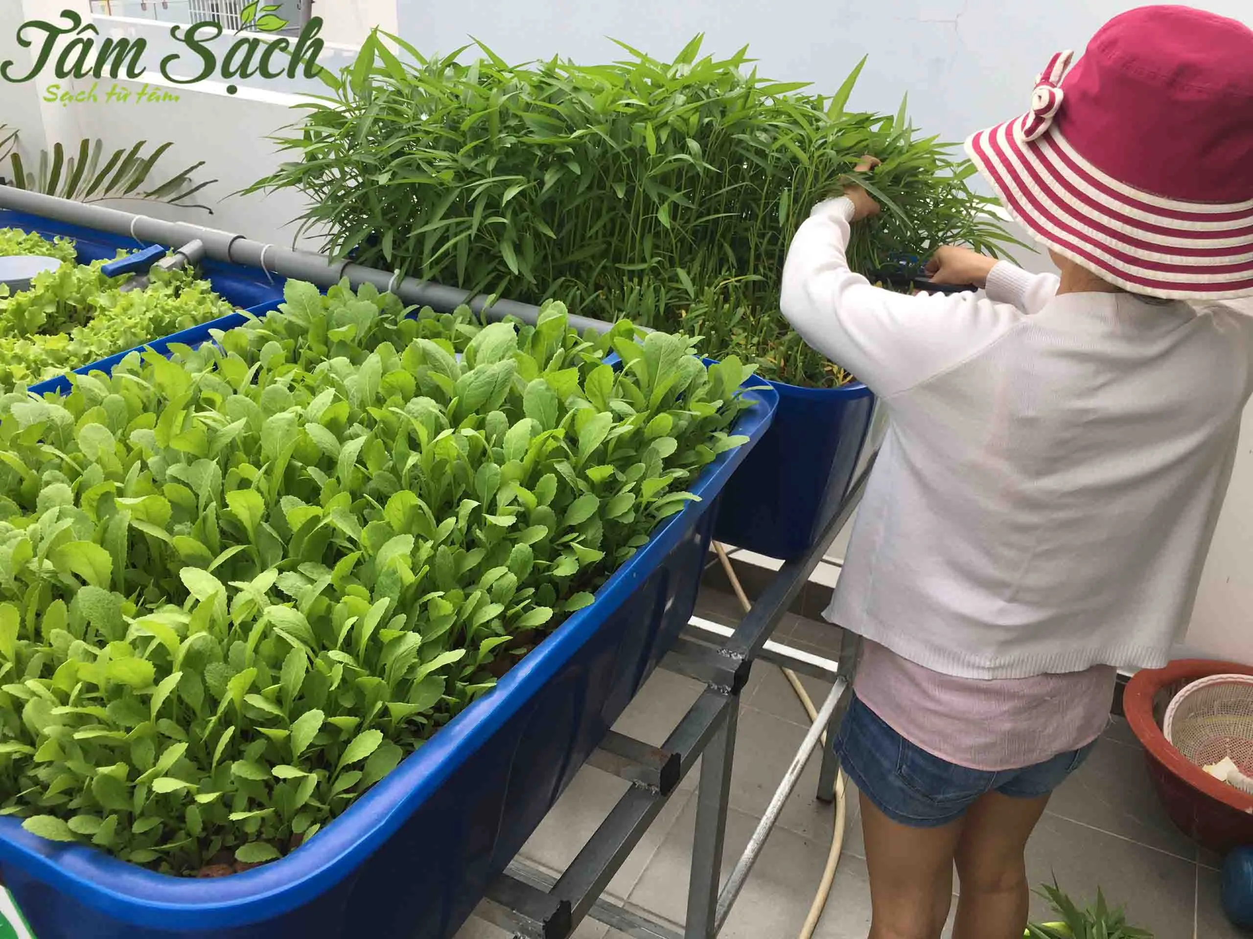 Thu hoạch rau muống tươi từ chậu trồng trên sân thượng