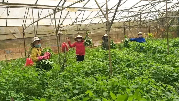 Cây tầm bóp xanh tốt trồng trên luống đất tơi xốp