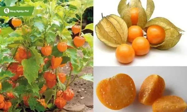 Quả tầm bóp chín màu vàng cam chứa nhiều dinh dưỡng