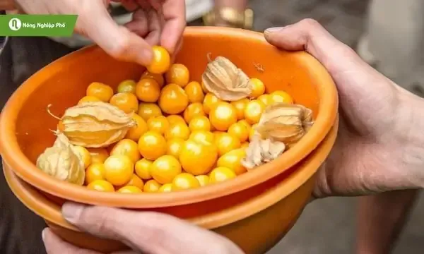 Lá và quả tầm bóp được thu hoạch để chế biến món ăn