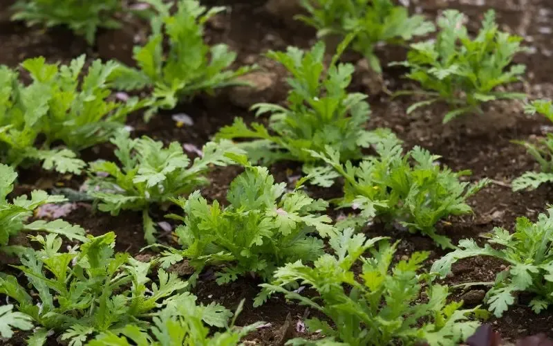 Rau tần ô xanh tốt trong điều kiện nhiệt độ và độ ẩm lý tưởng