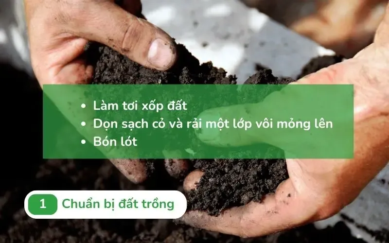 Chuẩn bị đất trồng tơi xốp và giàu dinh dưỡng cho rau tần ô