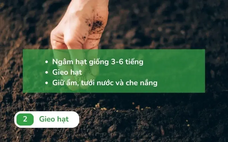 Hạt giống rau tần ô đã ngâm trong nước ấm để tăng tỷ lệ nảy mầm