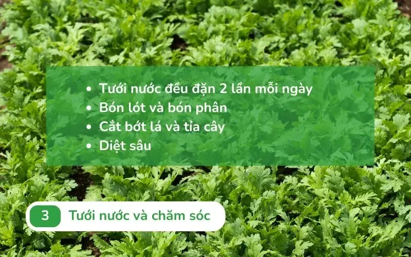 Tưới nước và bón phân đúng lúc giúp cây tần ô non bén rễ và sinh trưởng tốt