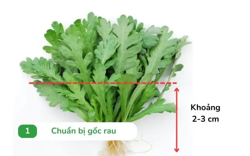 Chuẩn bị gốc rau tần ô dài khoảng 2-3cm từ tính từ rễ cây đến thân