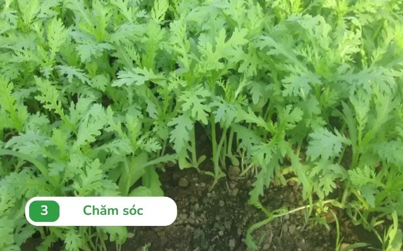 Tưới nước và chăm sóc rau tần ô