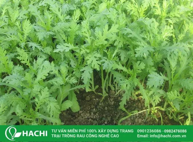 Đất trồng tần ô nên là các loại đất tơi xốp, được bón thêm phân để đảm bảo dinh dưỡng