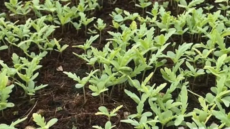 Chăm sóc và tưới nước cho cây tần ô trồng trong thùng xốp