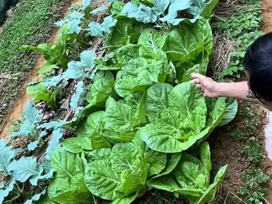 Kỹ thuật trồng rau trên thân cây chuối tạo luống