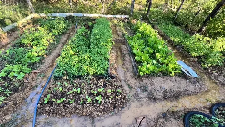 Cận cảnh gieo hạt và cấy cây trên giá thể thân chuối