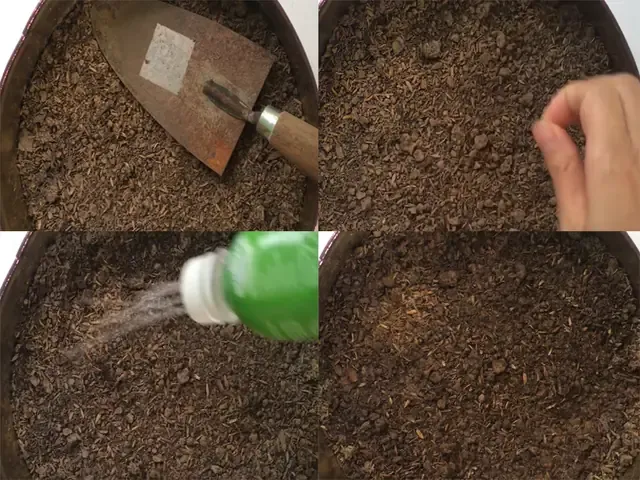 Minh họa trồng rau xà lách cuộn trong chậu và thùng xốp tại nhà