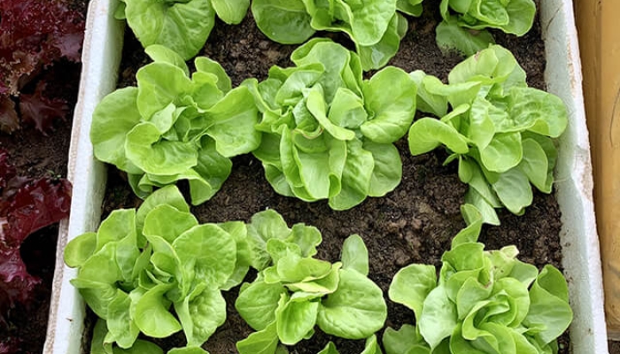 Cách Trồng Xà Lách Từ Gốc: Tái Sinh Rau Sạch Đơn Giản, Hiệu Quả Tại Nhà Cách Trồng Xà Lách Từ Gốc: Tái Sinh Rau Sạch Đơn Giản, Hiệu Quả Tại Nhà