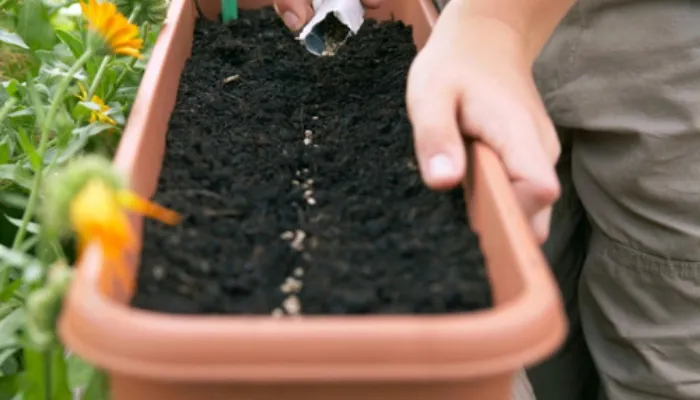 cách trồng rau xà lách trong thùng xốp bằng hạt