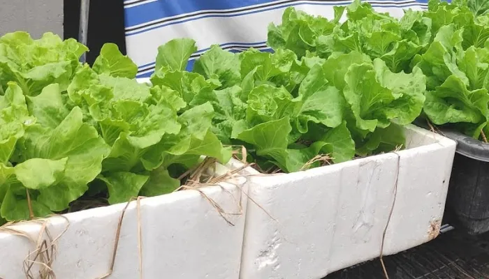 cách trồng rau xà lách trong thùng xốp và các bước chăm sóc
