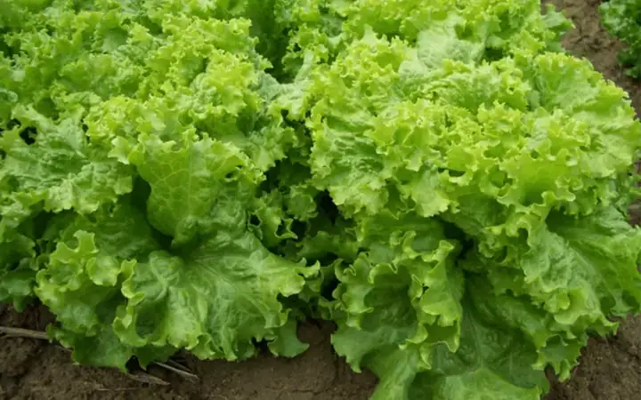 Cách Trồng Xà Lách Xoăn Tại Nhà: Hướng Dẫn Chi Tiết Từ A Đến Z