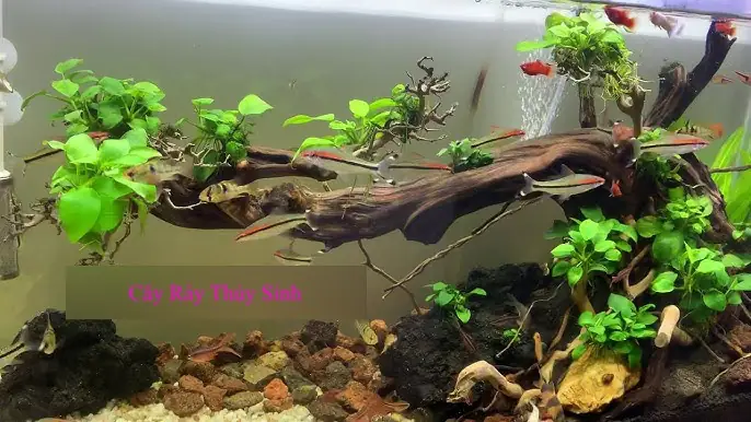 Cách Trồng Cây Ráy Thủy Sinh Chi Tiết Từ A-Z Cho Người Mới Bắt Đầu