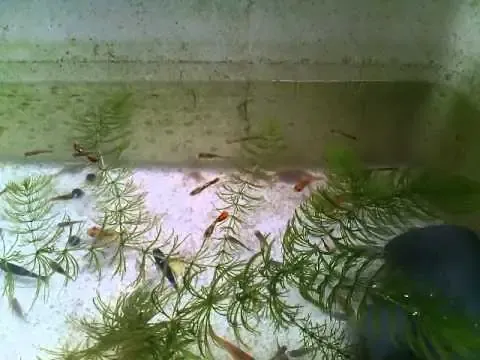 Rong Đuôi Chồn Trong Bể Cá Bảy Màu