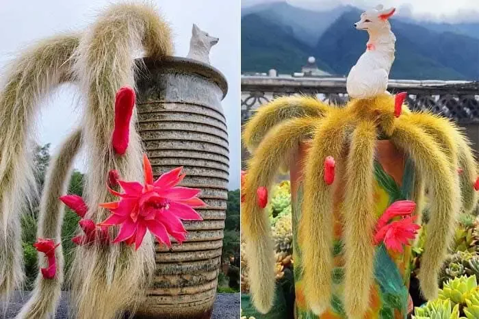 Cách Trồng Cây Cáo Chín Đuôi Tại Nhà