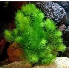 Hình ảnh minh họa 10 nhành rong đuôi chồn trong hồ cá