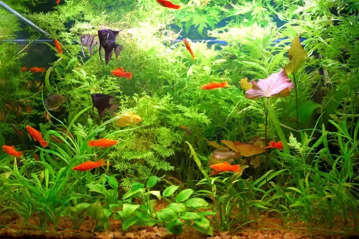 Các bước chăm sóc và duy trì rong trong bể cá cảnh