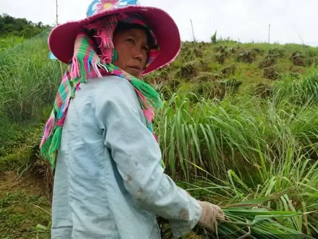 Kỹ thuật lên luống và đặt hom sả chuẩn bị cho việc trồng đại trà