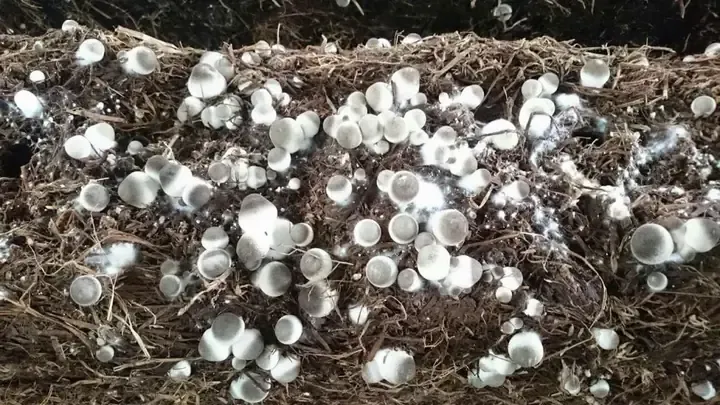 Cây sả chanh được thu hoạch và bó thành từng bó tươi để bán