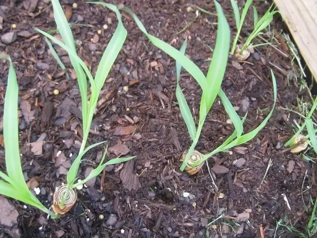 Mô hình trồng sả xen canh mang lại hiệu quả kinh tế cao cho nông dân