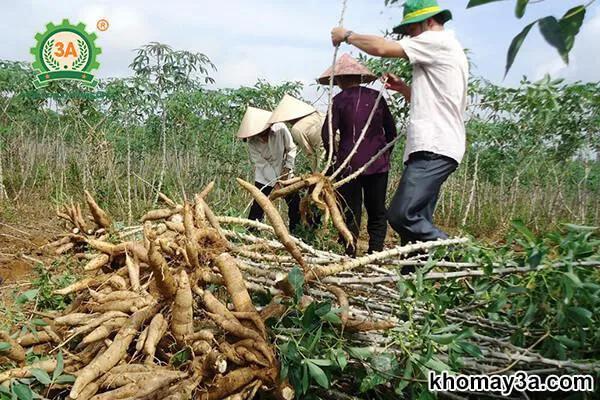 Kỹ thuật trồng sắn