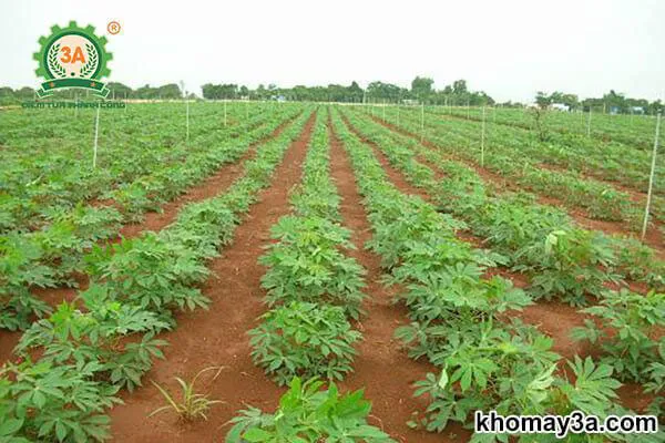 Kỹ thuật trồng sắn mì bằng củ