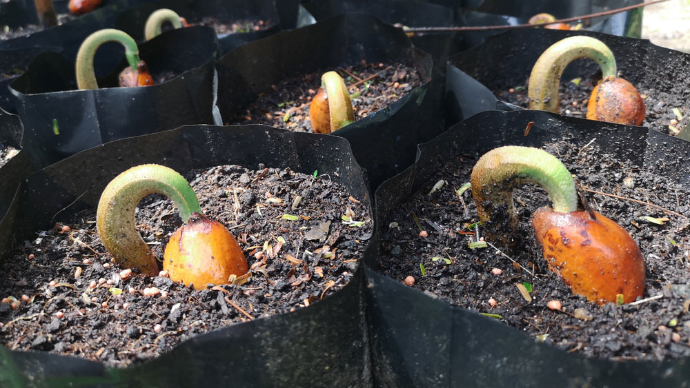 Cách Trồng Hoa Mai Bằng Hạt Từ A Đến Z Đạt Tỷ Lệ Nảy Mầm Cao