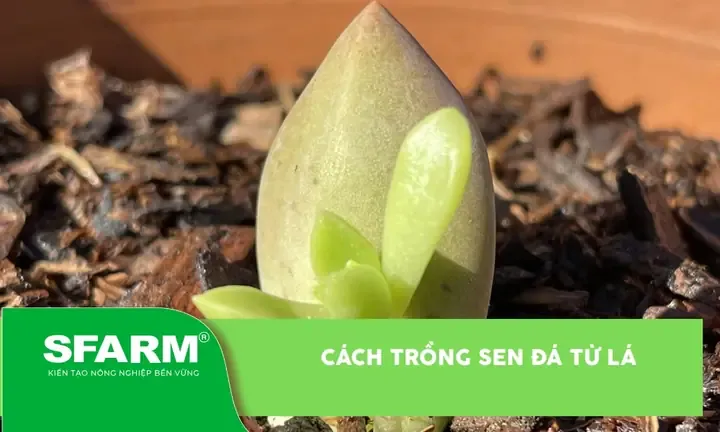 Thành phẩm là chậu sen đá con được nhân giống từ lá, minh họa cách trồng hoa sen đá bằng lá hiệu quả