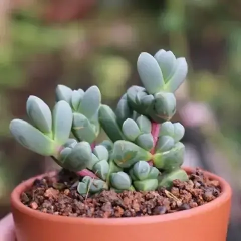 Kỹ thuật trồng sen đá bằng lá thành công, đảm bảo lá đâm chồi và rễ