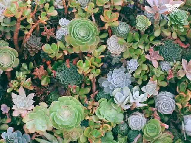 Môi trường sống của sen đá